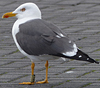 adult graellsii in May, ringed in the Netherlands. (83502 bytes)